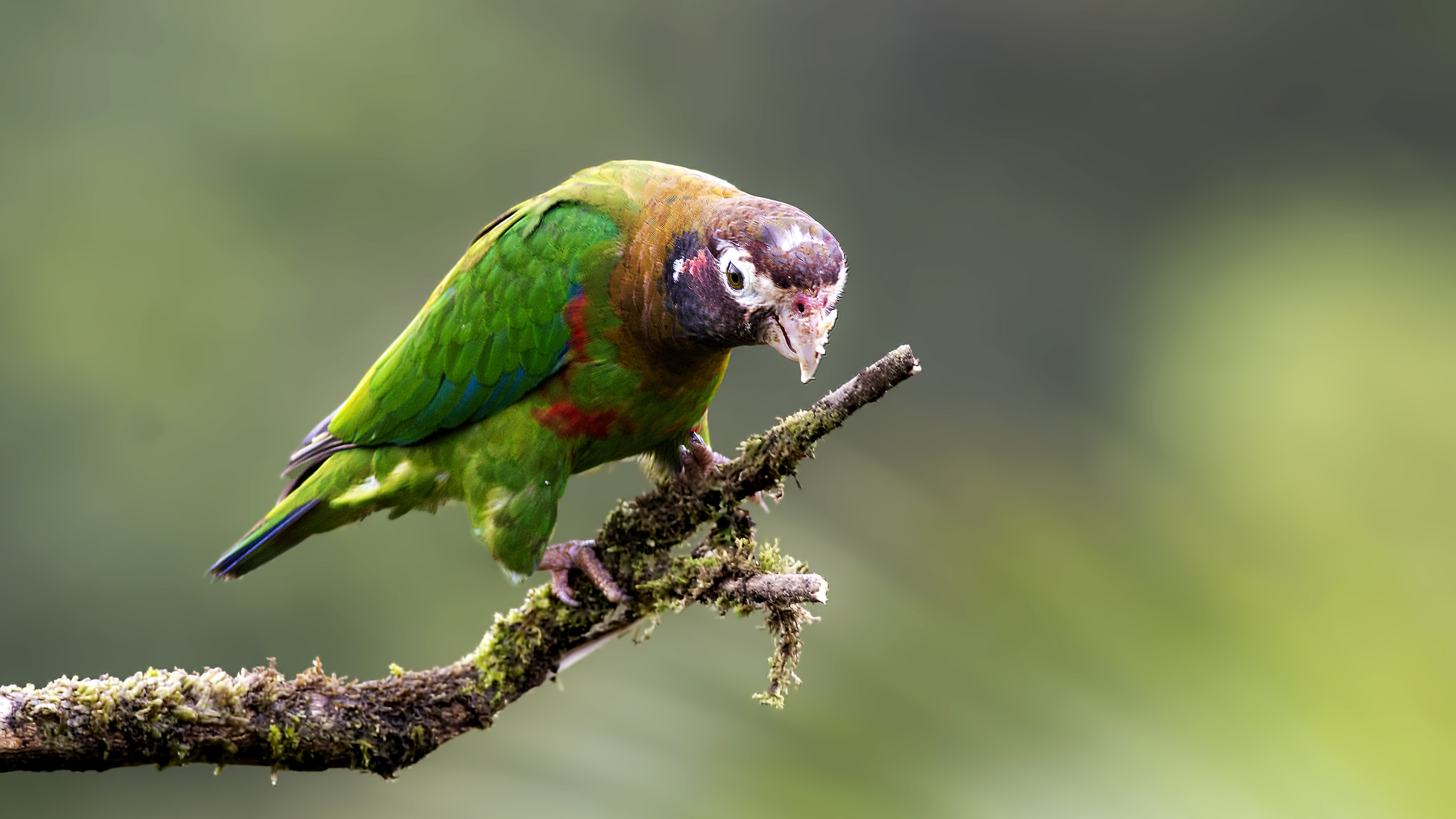 Brown-hooded Parrot